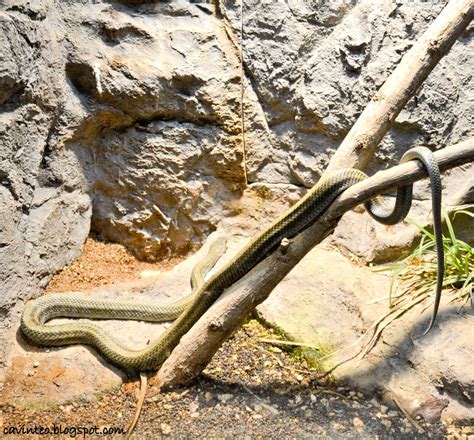 snakes in hokkaido|List of reptiles of Japan .